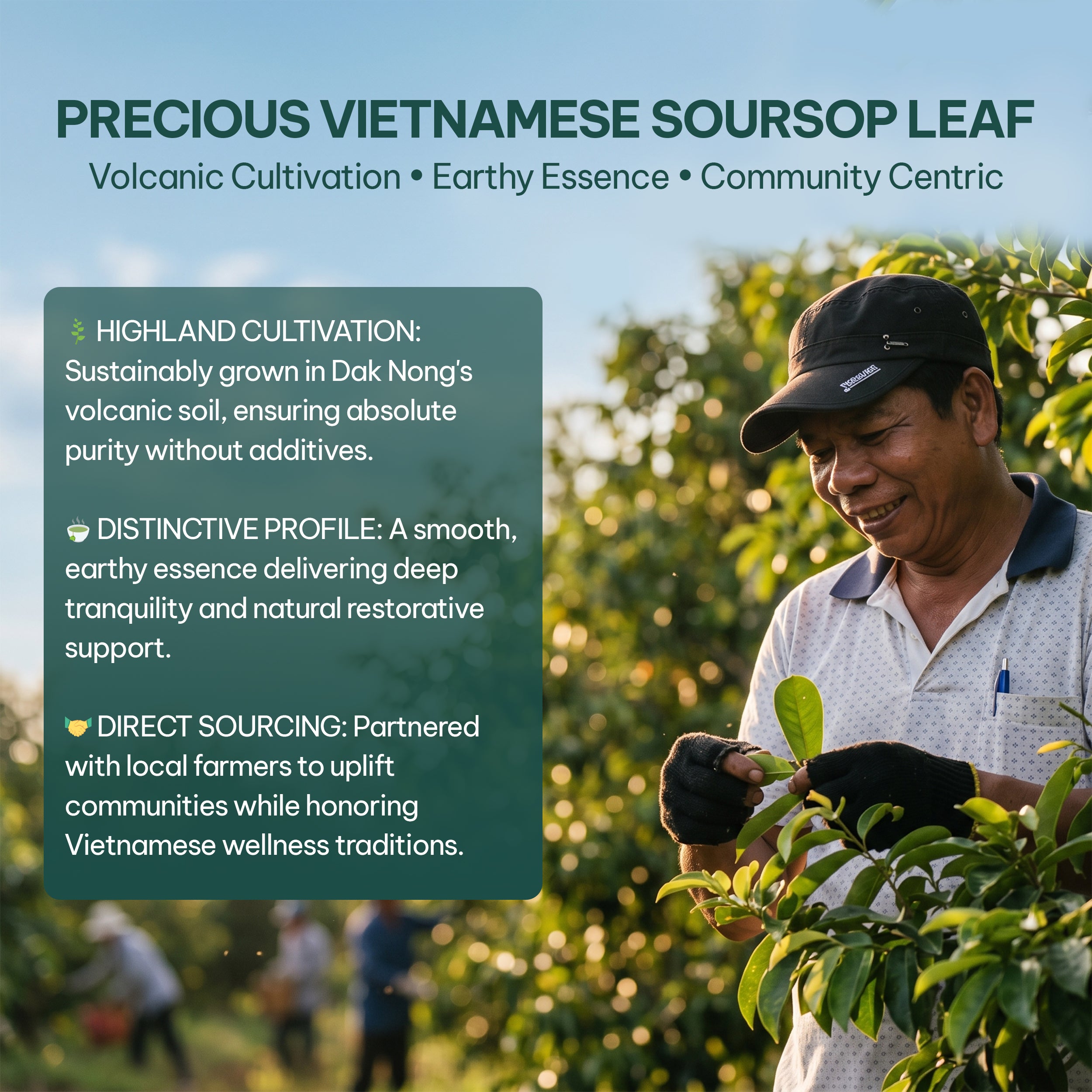 Pure Soursop Leaf Tea - 40 count